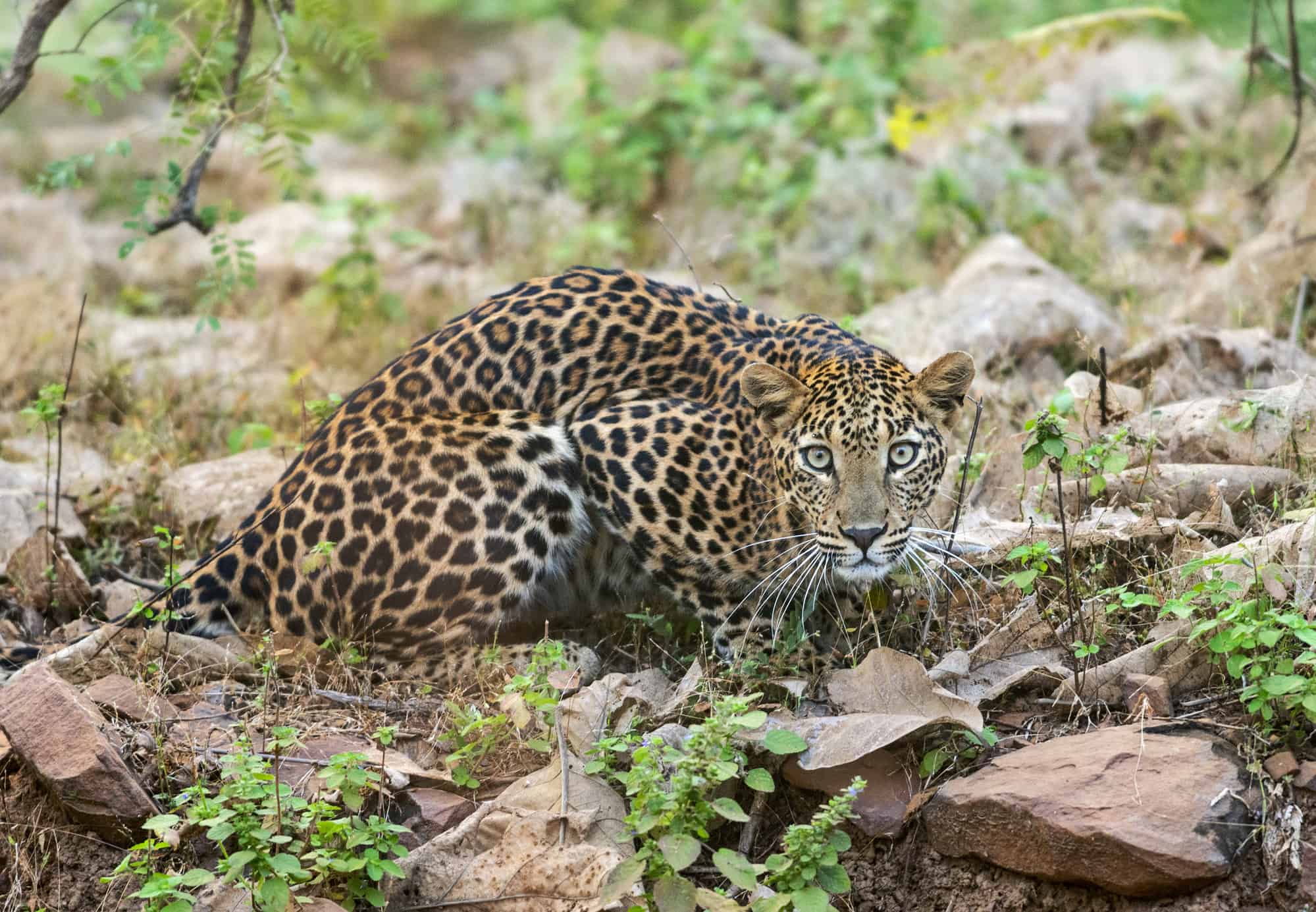 Leopard in Nepal