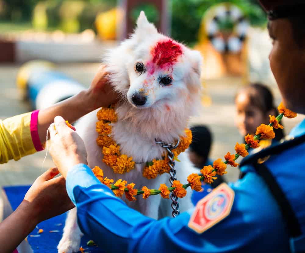 Tihar in Nepal: Das Lichterfest in fünf Tagen Tihar Tag der Hunde